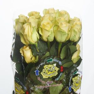 ROSE MINION ROSE 40